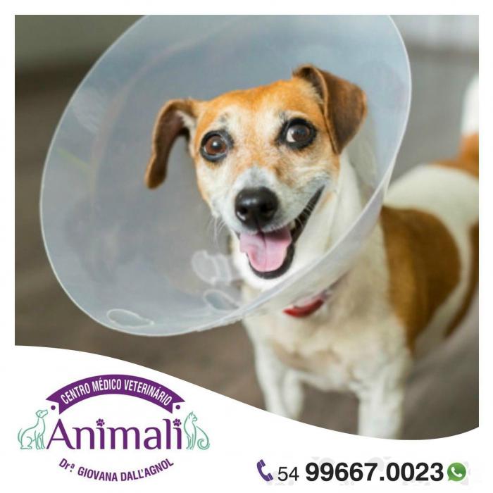 A IMPORTÂNCIA DE CASTRAR OS MACHOS