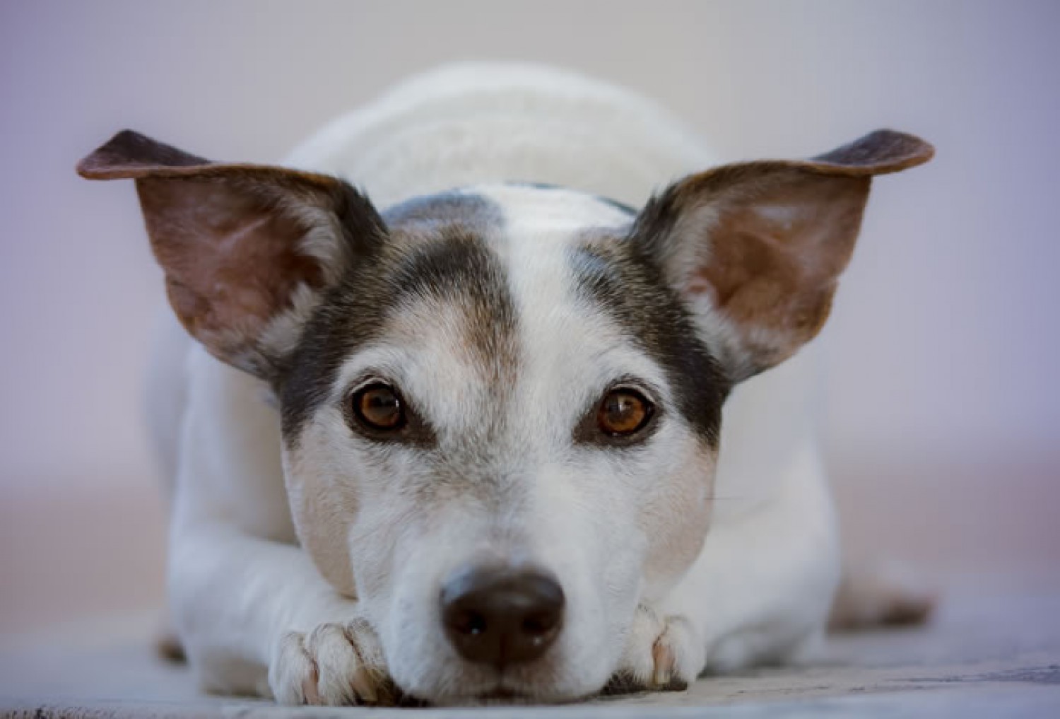 Isa - Porte Pequeno - (54) 9876.2345